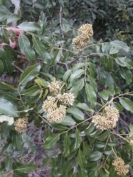 Image result for Dalbergia martinii
