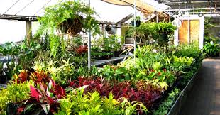 Maybe you would like to learn more about one of these? 11 Best Tips For Terrace Garden In Apartments Of Kerala
