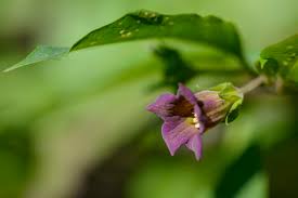 The solanaceae, also called nightshades, comprise more than 3000 species many of which evolved in the andean/amazonian regions of south america in habitats that vary dramatically and include rain. Solanaceae Waldzeit