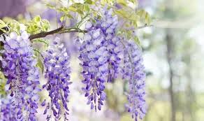 Roblox wisteria codes (valid codes). W0cwr2dorfhofm