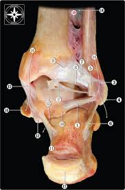 Knee surg sports traumatol arthrosc. Aspetar Sports Medicine Journal Ankle Sprain Diagnosis And Therapy Starts With Knowledge Of Anatomy