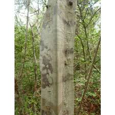 Image result for Commiphora pteleifolia