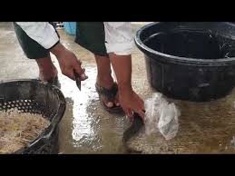 Cara seperti inilah yang membuat sebagian ikan lele stres dan akhirnya mati. Cara Siang Ikan Keli Youtube