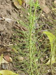 Image result for Hebenstretia dentata