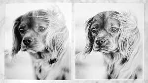 Their fashion statements vary from critter to critter. Realistic Drawing With Charcoal Workshop Strathmore Artist Papers