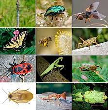 La commune de grillon est située dans le département de vaucluse et la région village de transition entre la provence et le dauphiné, grillon porte en lui toutes les senteurs de la provence et la beauté. Insecte Wikipedia