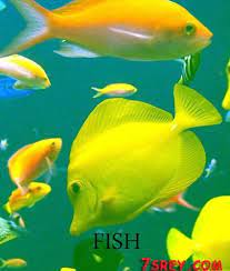 نتائج البحث عن صور عالية الجودة fish pet fish pets