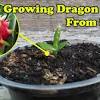 Once you planted the seed, a light when you grow dragon fruit from seeds, make sure you separate the plants once they start growing. 1