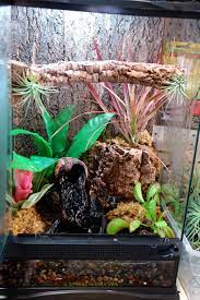 White's tree frogs are small but hardy amphibians that make good pets for even the novice frog white's tree frog species profile. Nice Vivarium For White S Tree Frogs Have Shallower Water With Large Stones That Can T Be Ingested Instead Of Tree Frog Terrarium Whites Tree Frog Tree Frogs