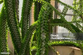 Image result for Monadenium lugardiae