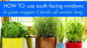 Add it to a mixed container or window box as a trailer or hanging over a wall in a planter. How To Maximize Your South Facing Windows To Grow Food All Winter