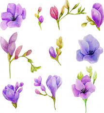 Watercolor Purple Freesia Flowers Set In 2020 Freesia Flowers Watercolor Leaves Watercolour Texture Background