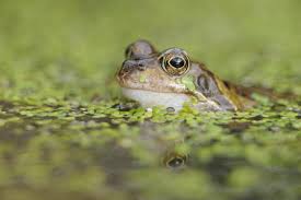 Amphibians And Reptiles Naturescot