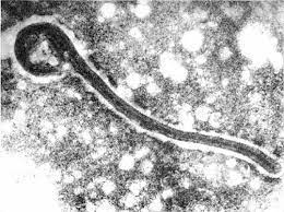 Marburg virus is a hemorrhagic fever virus of the filoviridae family of viruses and a member of the species marburg marburgvirus, genus marburgvirus.marburg virus (marv) causes marburg virus disease in humans and other primates, a form of viral hemorrhagic fever. Viruses Free Full Text Forty Five Years Of Marburg Virus Research Html