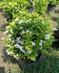 Image result for Murraya paniculata