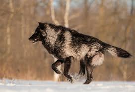 Black And Brown Wolf Dog Stay Free And Wild Beautiful Wolf Timber Wolf Black Wolf Wolf Dog
