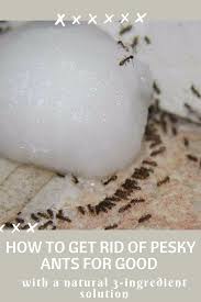 Pin On The Backyard Pioneer And Friends Preparedness Homesteading