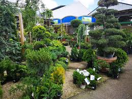 Pour les articles homonymes, voir saule (homonymie), aubier (homonymie) et salix (homonymie). Jardin Des Saules Jardinerie Animalerie Decoration