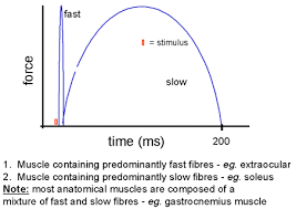 1 Types Of Muscle Fibre