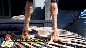 5 jenis sisik kaki ayam bangkok yang paling populer. Ciri Khas Dan Kelebihan Ayam Bangkok Sisik Naga Temurun Sabung Ayam