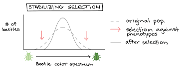 Natural Selection In Populations Article Khan Academy