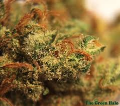 We crossed amnesia haze, one of amsterdam's finest hazes, with a skunk variety. Skunk Haze Strain Marijuana Strain Reviews Allbud