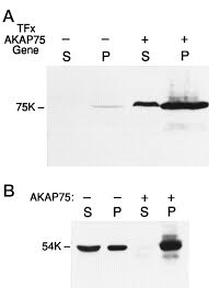 Cell junctions are basically things that connect cells to other cells. A Kinase Anchor Protein 75 Targets Regulatory Rii Subunits Of Camp Dependent Protein Kinase Ii To The Cortical Actin Cytoskeleton In Non Neuronal Cells Sciencedirect