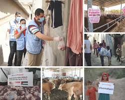 Harga bagi seekor lembu yang dibeli di thailand sekitar rm4,000 hingga rm5,000, tetapi tahun ini meningkat kepada rm4,500 hingga rm5,800 seekor. Seruan Ibadah Korban Di Bumi Penuh Keberkatan Palestin Syria 2020