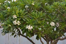 Plumeria Flower Qatar Best Flower Wallpaper