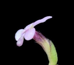 Image result for Selago cecilae