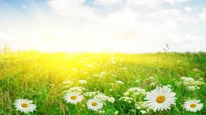 Download sunshine images and photos. Sunshine And Flowers Wallpapers On Wallpaperdog