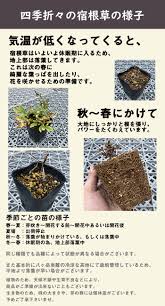 花の大和オンラインショップ