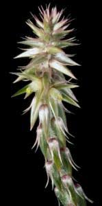 Image result for Centrostachys aquatica