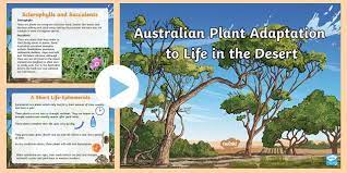 Most cacti grow slowly to moderately, in the early stages of growth it might take them 2 or 3 years to grow if you want to grow a cactus to their full size, it may take many years. Adaptations Of Australian Hot Desert Plants Powerpoint