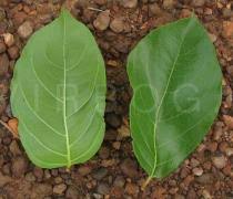 Image result for Crossopteryx