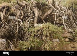 Image result for Adenocarpus mannii
