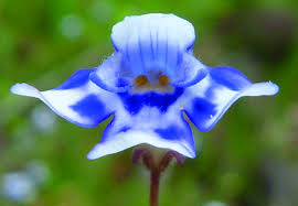 Image result for Linderniaceae