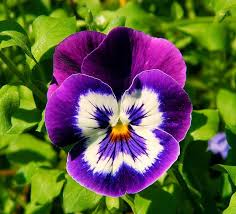 Pin On ڿڰ ڿڰ Flowers Gardens ڿڰ ڿڰ