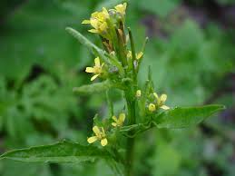 Image result for Sisymbrium burchellii