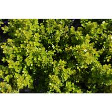 Image result for Myrsine africana