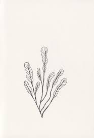 Illustration Logo Branding Studio Karamelo Illustration Botanische Illustration Blumen Zeichnen