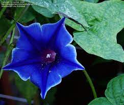 Picotee Blue Morning Glory Morning Glory Seeds Blue Morning Glory Flower Seeds