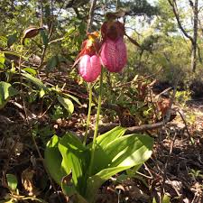 Image result for Polygala transvaalensis