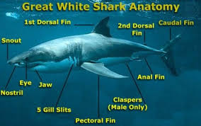 Interesting Facts About Great White Sharks For Kids Great