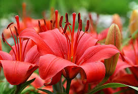 While not all lilies are poisonous symptoms of lily poisoning in cats include vomiting, dehydration, and a loss of appetite. Take It From A Vet Lilies Are Toxic To Cats Catster