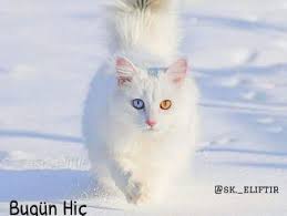 En Guzel Ozlu Sozler Ibretlik Hikayeler Insanpsikolojisi Net Insan Psikolojisi Faux Fur Pet Bed Cat Lovers Pet Birds