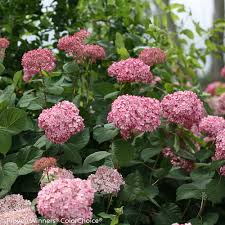 Image result for Hydrangea arborescens Pink Anabelle