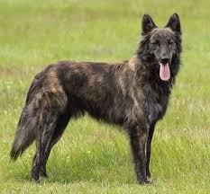 We are located in halifax, pa 17032 about 30 minutes north east of harrisburg. Dutch Shepherd The Ultimate Guide Animalso