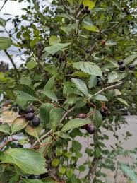 Image result for Hawthorn