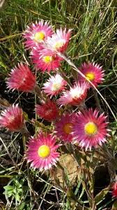 Image result for Helichrysum adenocarpum